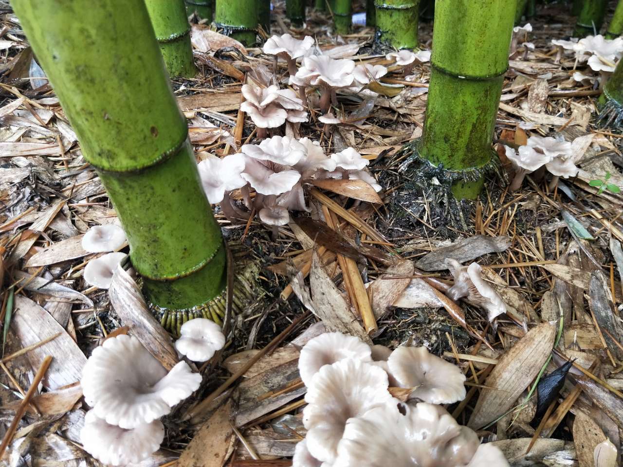 生长在竹林里的这个是什么菌?能吃吗?