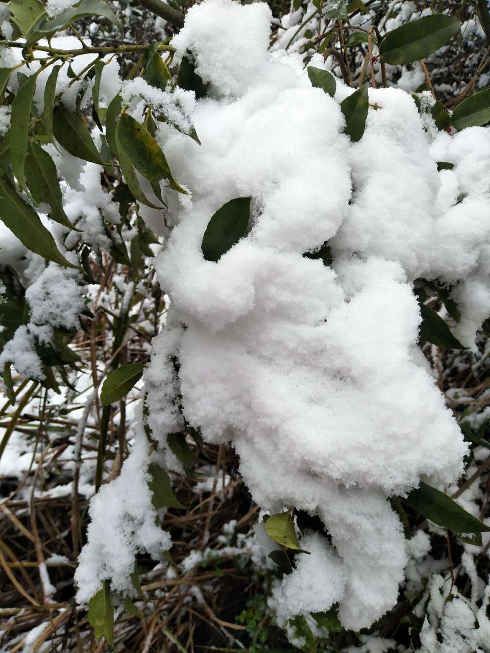 来自柔花飘雪的梁平圈